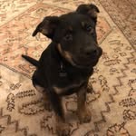 Beau McCall - @beaumccallthedog - Instagram