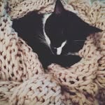 Beau Tie Tux McCann - @beau_beau_tie - Instagram