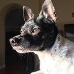 Beau McLean - @beauthebarker - Instagram
