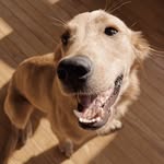 Beau Michael🐾 - @beau.michael23 - Instagram