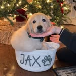 Jax Beau Middleton🐾🤍 - @jaxthegolden_middleton - Instagram