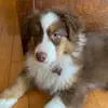 Beau - @beau_miles_pup - TikTok
