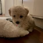 Beau Morales - @beaumorales_poodle - Instagram