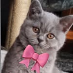 🎀Lady Beau Morley🎀 - @lady_beau_britishshorthair_ - Instagram