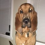 beau mosley - @beauthebloodhound77 - Instagram