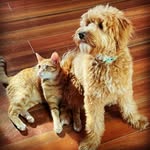 🐾 Beau & Murphy 🐾🇦🇺 - @gingerninjabros - Instagram
