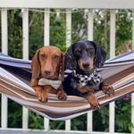 Beau & Murphy - @beau__murphy - Instagram