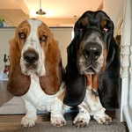 Beau & Murphy - Basset Hound Lifestyle - @beauandmurphy - Instagram