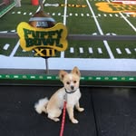 Beau Hasserjian-Murphy - @goldengatepom - Instagram