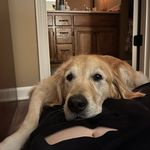 Beau - @beau.oliver - Instagram