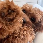 BEAU OLIVER - @beaulikebo - Instagram