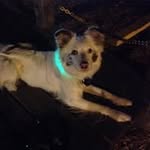 Beau Pearson - @palms4paws - Instagram