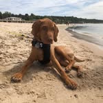 Beau Perez Worthington - @beau_rascal_the_vizsla - Instagram