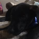 Beau Ross - @beauthek9_ - Instagram