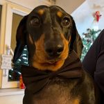 𝑩𝒆𝒂𝒖 𝑺𝒊𝒎𝒎𝒐𝒏𝒔 - @sausage_beau - Instagram