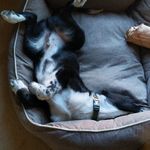 Beau Simmons 🐶 - @_beau_the_sprollie_ - Instagram