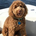 Beau_skinner - @beauskinner_minigoldendoodle - Instagram