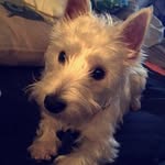 Beau Stephens - @beau_the_westie - Instagram