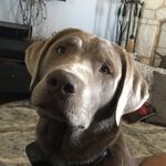 Beau Sterling - @beau_thesilverlab - Instagram