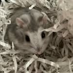 Tyrone 🌚🐹 - @tyrone_beau_teague - Instagram