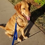 Beautownthegolden - @beautownthegolden - Instagram