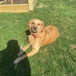Beau Oliver Wagner - @goldenbeau_official - Instagram