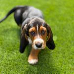 Beau Wagner - @bassethoundbeau - Instagram