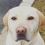 beau beau walla - @beau_wallace_ - Instagram