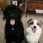 Beau Wallace & Teddy Tootles - @toots_and_wallace - Instagram