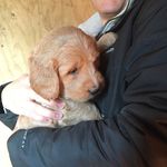 Beau Wallace Halverson - @thebeaudoodle - Instagram