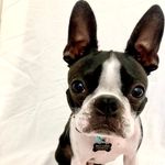 ♡ 𝚠𝚊𝚕𝚝𝚎𝚛 𝚋𝚎𝚊𝚞 ♡ - @walterbeautheboston - Instagram