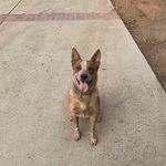 Beau Walter Bernatz - @beau.the.heeler - Instagram
