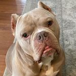 Beau Walter The House Hippo 🏠🦛 - @beau_walter_the_house_hippo - Instagram