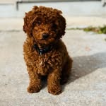 Beau Wilson 🤎 - @baby_beau_wilson - Instagram