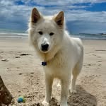 Beau Wright 16/03/20 - @beau_wright_husky_x - Instagram