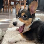 Beau The Corgi Yoder - @acorginamedbeau - Instagram