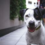 Becca  Gee - @nationpetscommunity - Instagram