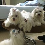 Susie - Becky - Angelo - Annie - @becky_maltese - Instagram