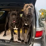 Becky & Austin Ramos - @arrigocanecorso - Instagram