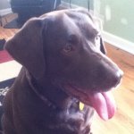Becky Bauer - @puppy_love29 - Instagram