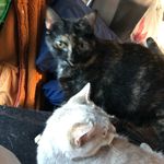 Becky Blanton - @mobilememoir - Instagram