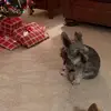 Becky Blees1398 - @bobblees - TikTok