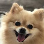 Becky Bloom - @becky_bloom_dog - Instagram