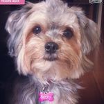 Becky Bloom - @beckybloom_dog - Instagram