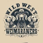 Becks + Oakley + Lottie - @wildwestweimaraners - Instagram