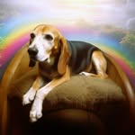 Bailey's Blessings, Inc pet crematory - @beckybohananfrisbie - Instagram