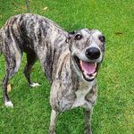 Becky the brindle 🎀 - @beckythebrindle - Instagram