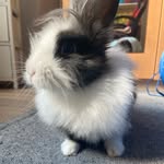 Becky💕🐰 - @becky.bunny_ - Instagram