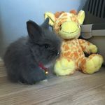 Becky - @bunny_becky_ - Instagram