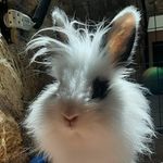 Becky Lopes - @becky_bunny10 - Instagram